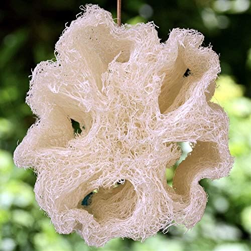 Whole Egyptian Jumbo Loofah 24"" - 28"" 100% Natural Organic Loofah Exfoliating Scrubber for Shower, Natural Loofah Sponge Body Scrubber, for Men and Women, Cream White